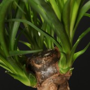 Beaucarnea Recurvata – gruen – Pflanzen – 00518 – Certi Beaucarnea Recurvata – gruen – Pflanzen – 00518 – Certi