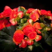 Begonia Elatior Reina - orange - Pflanzen - 02256 - Certi