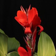 Canna Indica Kreta - rote - Patio - Pflanzen - 00835 - Certi
