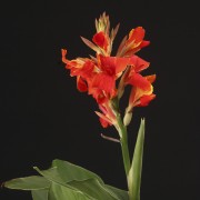 Canna indica Madeira – rote – Patio – Pflanzen – 00842 – Certi