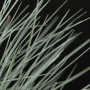 Festuca Intense Blue - blau - Siergrassen - Pflanzen - 11622 - Certi