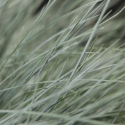 Festuca Intense Blue – blau – Siergrassen – Pflanzen – 11622 – Certi