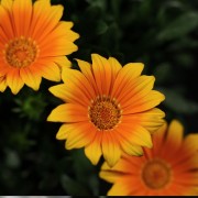 Gazania Jupiter – orange – Patio – Pflanzen – 01505 – Certi Gazania Jupiter – orange – Patio – Pflanzen – 01505 – Certi