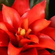 Guzmania Optima – rote – Bromelia – Pflanzen – 05421 – Certi