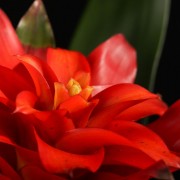 Guzmania Optima – rote – Bromelia – Pflanzen – 05421 – Certi
