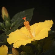 Hibiscus rosa sinensis Starlet – gelb – Pflanzen – 00396 – Certi Hibiscus rosa sinensis Starlet – gelb – Pflanzen – 00396 – Certi