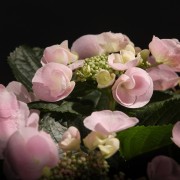 Hydrangea Hovararia Hobella – rosa – Hydrangea – Pflanzen – 07255 – Certi Hydrangea Hovararia Hobella – rosa – Hydrangea – Pflanzen – 07255 – Certi