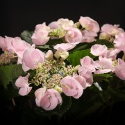 Hydrangea Hovararia Hobella – rosa – Hydrangea – Pflanzen – 07255 – Certi Hydrangea Hovararia Hobella – rosa – Hydrangea – Pflanzen – 07255 – Certi