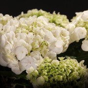 Hydrangea Hovaria Holibel – weiss – Hydrangea – Pflanzen – 08564 – Certi Hydrangea Hovaria Holibel – weiss – Hydrangea – Pflanzen – 08564 – Certi