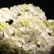 Hydrangea Hovaria Holibel – weiss – Hydrangea – Pflanzen – 08564 – Certi Hydrangea Hovaria Holibel – weiss – Hydrangea – Pflanzen – 08564 – Certi