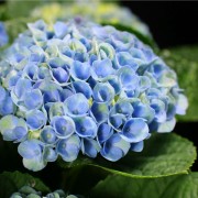 Hydrangea magical Revolution - blau - Hydrangea - Pflanzen - 01477 - Certi