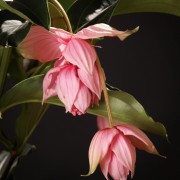 Medinilla Magnifica - rosa - Pflanzen - 00243 - Certi