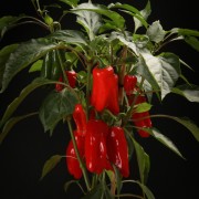 Paprika Pick-a-Pep mini Paprikaschoten – rote – Patio – Pflanzen – 00815 – Certi