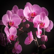 Phalaenopsis Cascade Daystar - rosa - Orchideen - Pflanzen - 02207 - Certi