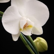 Phalaenopsis Solitaer Graham W. – weiss – Orchideen – Pflanzen – 00062 – Certi Phalaenopsis Solitaer Graham W. – weiss – Orchideen – Pflanzen – 00062 – Certi