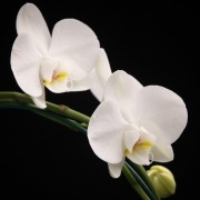 Phalaenopsis Solitaer Graham  W. - weiss - Orchideen - Pflanzen - 00062 - Certi