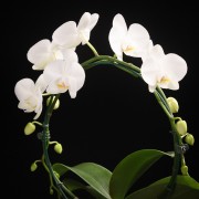Phalaenopsis Solitaer Graham W. – weiss – Orchideen – Pflanzen – 00062 – Certi Phalaenopsis Solitaer Graham W. – weiss – Orchideen – Pflanzen – 00062 – Certi