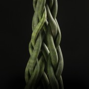 Sanseveria Tower - gruen - Pflanzen - 02102 - Certi