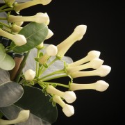 Stephanotis floribunda - weiss - Pflanzen - 00586 - Certi