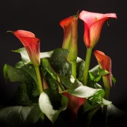 Zantedeschia Red Alert - rote - Patio - Pflanzen - 01508 - Certi